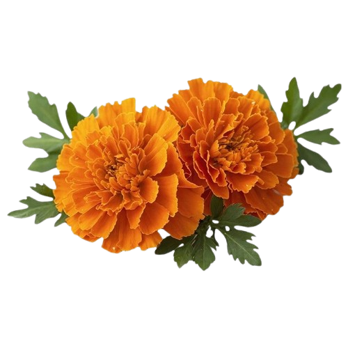 Marigold