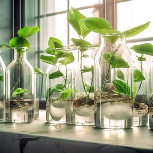 Tissue Culture Plants<br />
