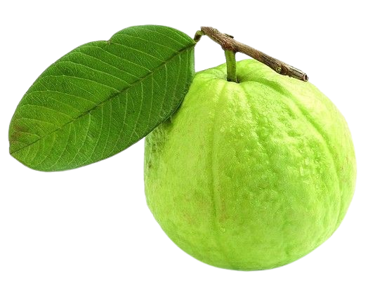 guava 